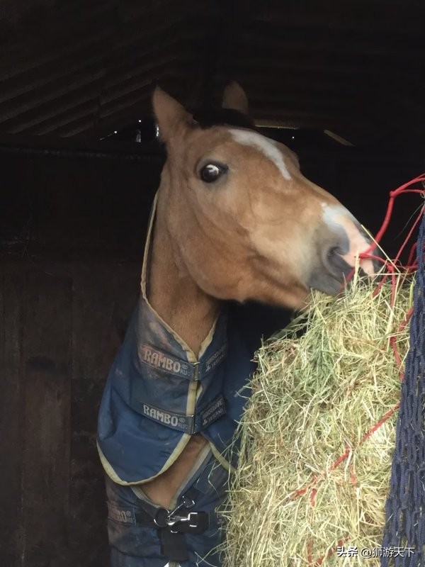英国陪读活动,英国陪读的日常