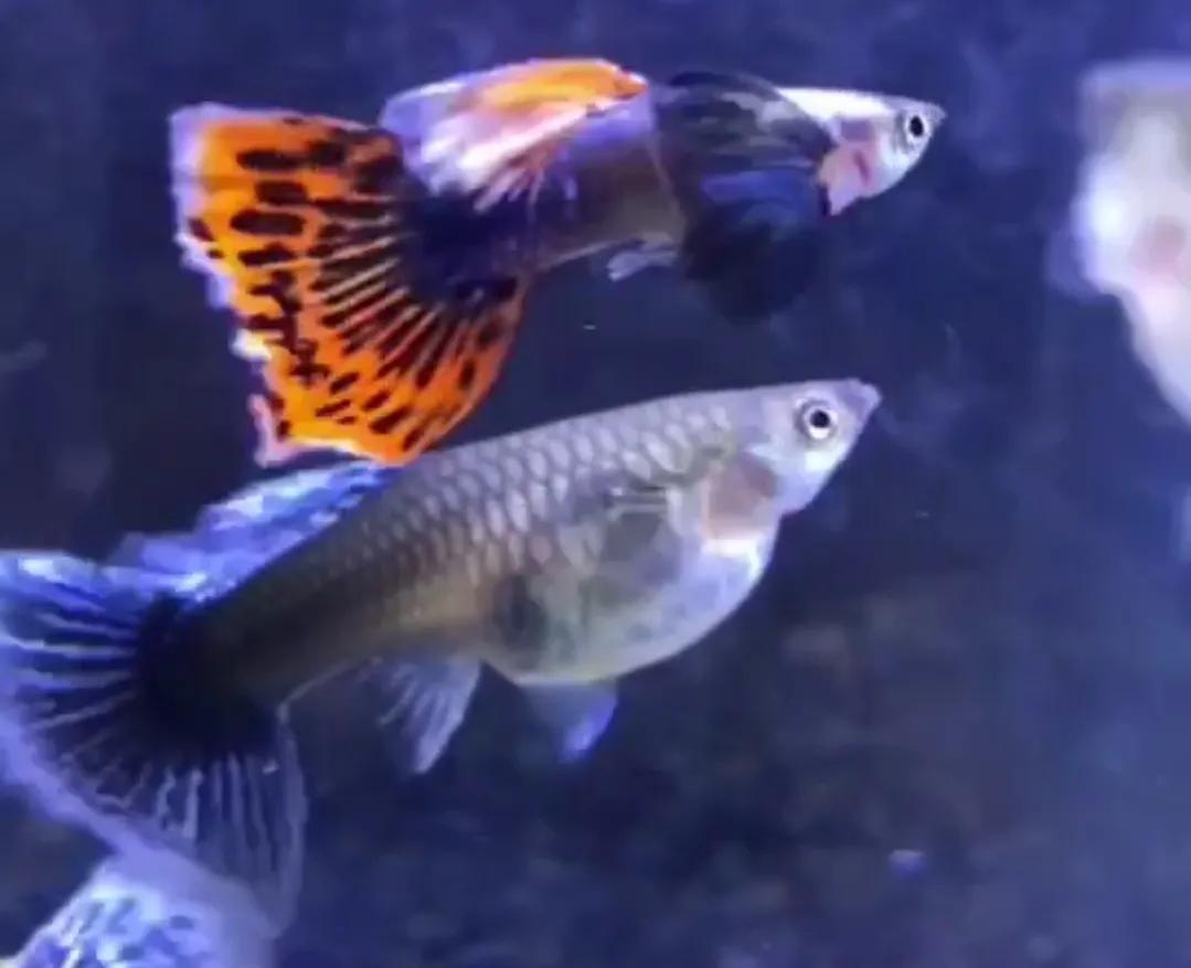 有一种鱼叫孔雀鱼,与孔雀鱼相似的鱼