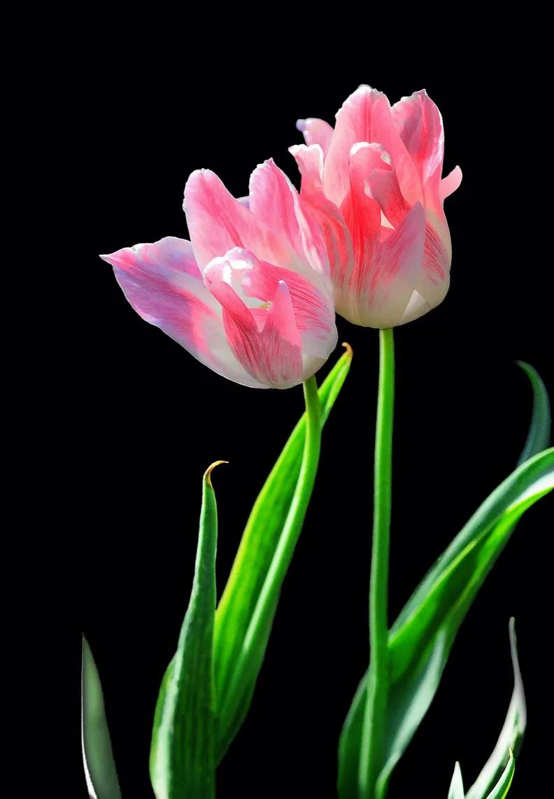 漂亮的郁金香随手一拍都是美景,春天的郁金香花海美得不可方物