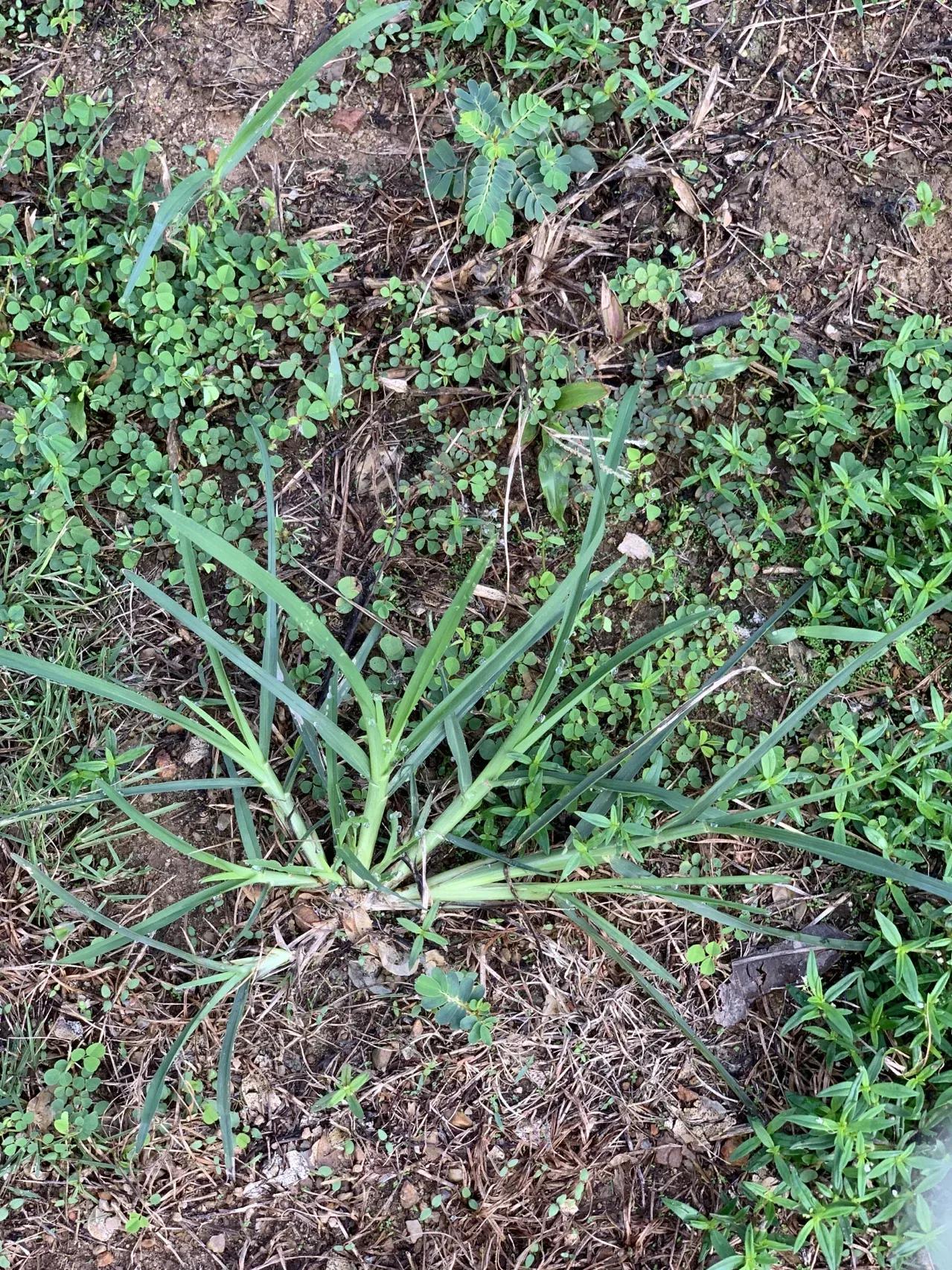 农村常见的顽固藤条植物,农村常见的止血植物图片