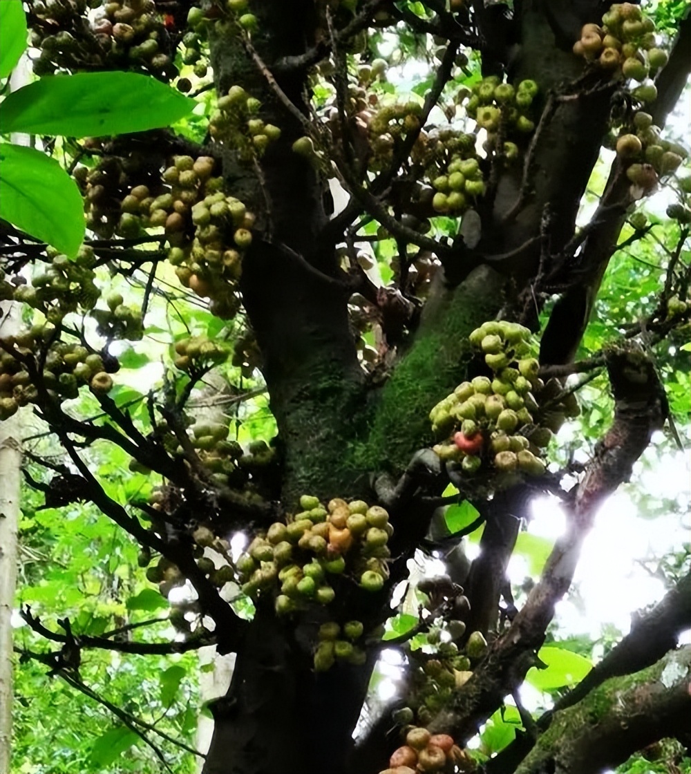 陈军创业,陈军现在做什么生意