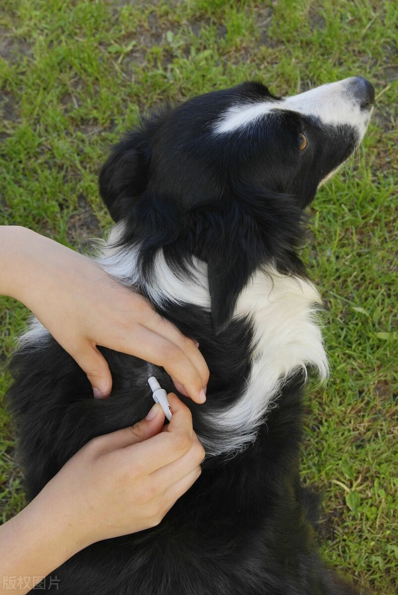 宠物呕吐吃什么药,宠物呕吐是什么症状