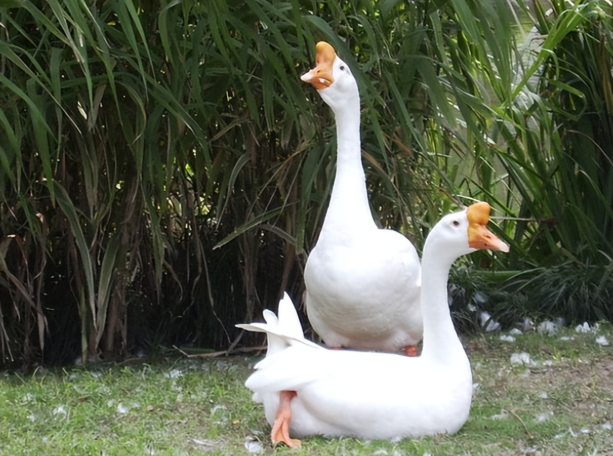 鹅蛋子瘟是病毒病吗,禽医刘帆技术服务