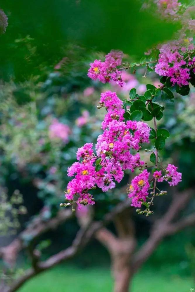 紫薇花壁纸高清全屏,唯美紫壁纸