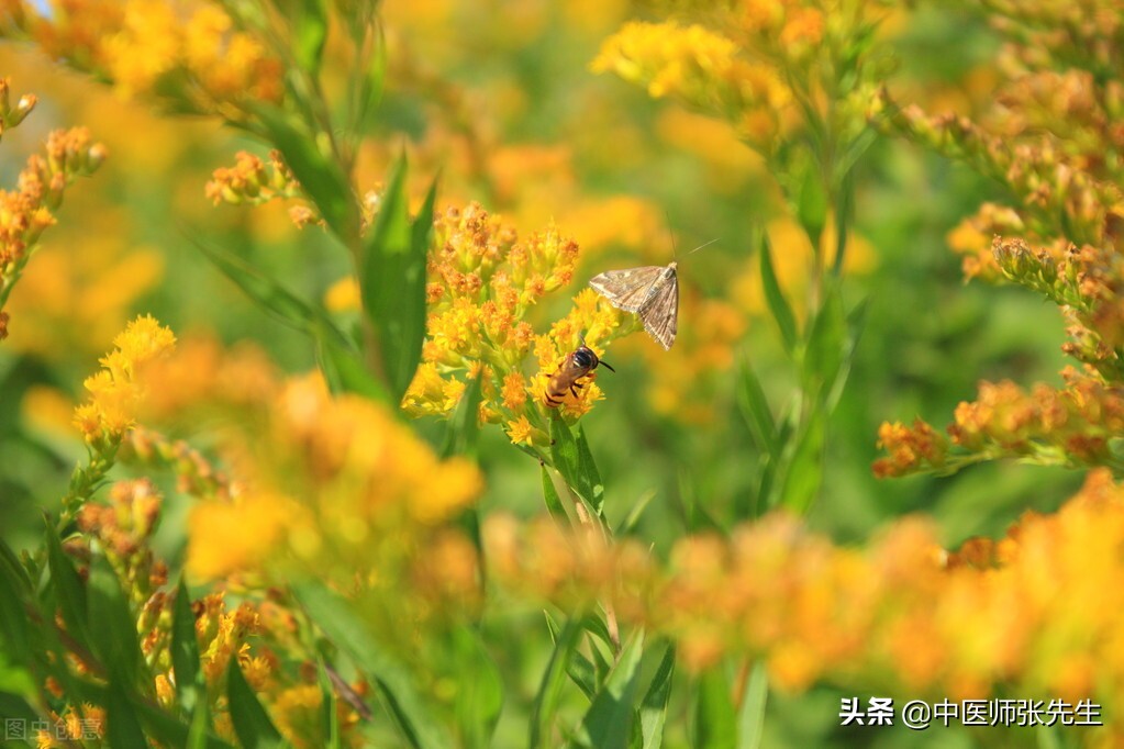 山静日长仁者寿的隶书,山静日长仁者寿寓意是什么
