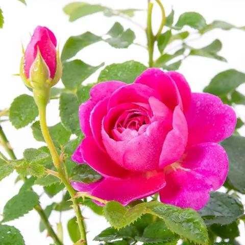 安妮公主月季优缺点,安妮公主月季耐热