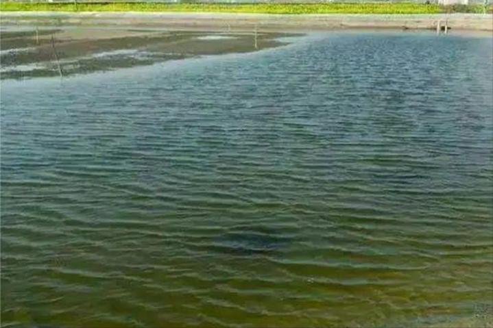 池塘里面的水变成老绿水怎么处理,池塘老绿水怎样处理