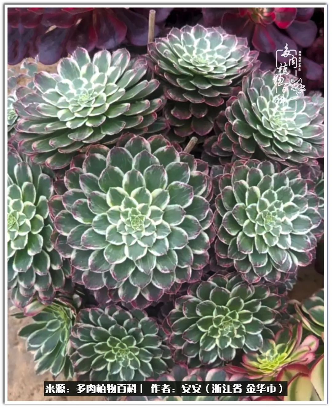 多肉法师花卉品种大全,多肉法师为什么叫法师