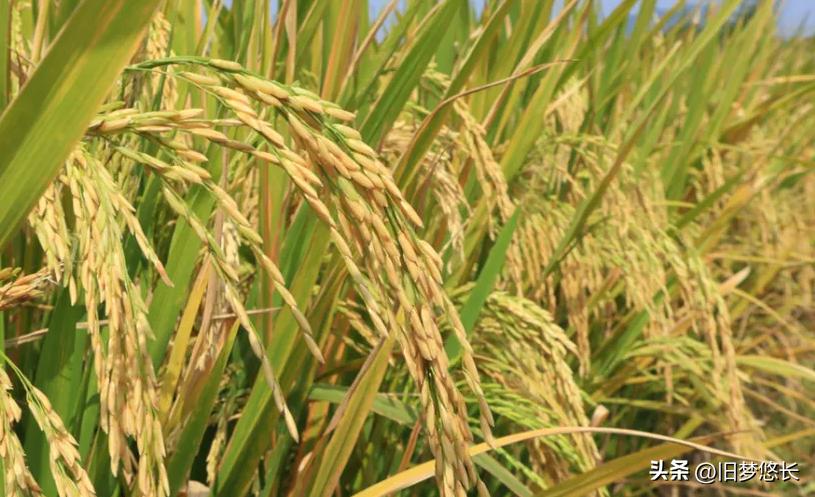 十天干中的甲对应数字是,甲与十天干的关系