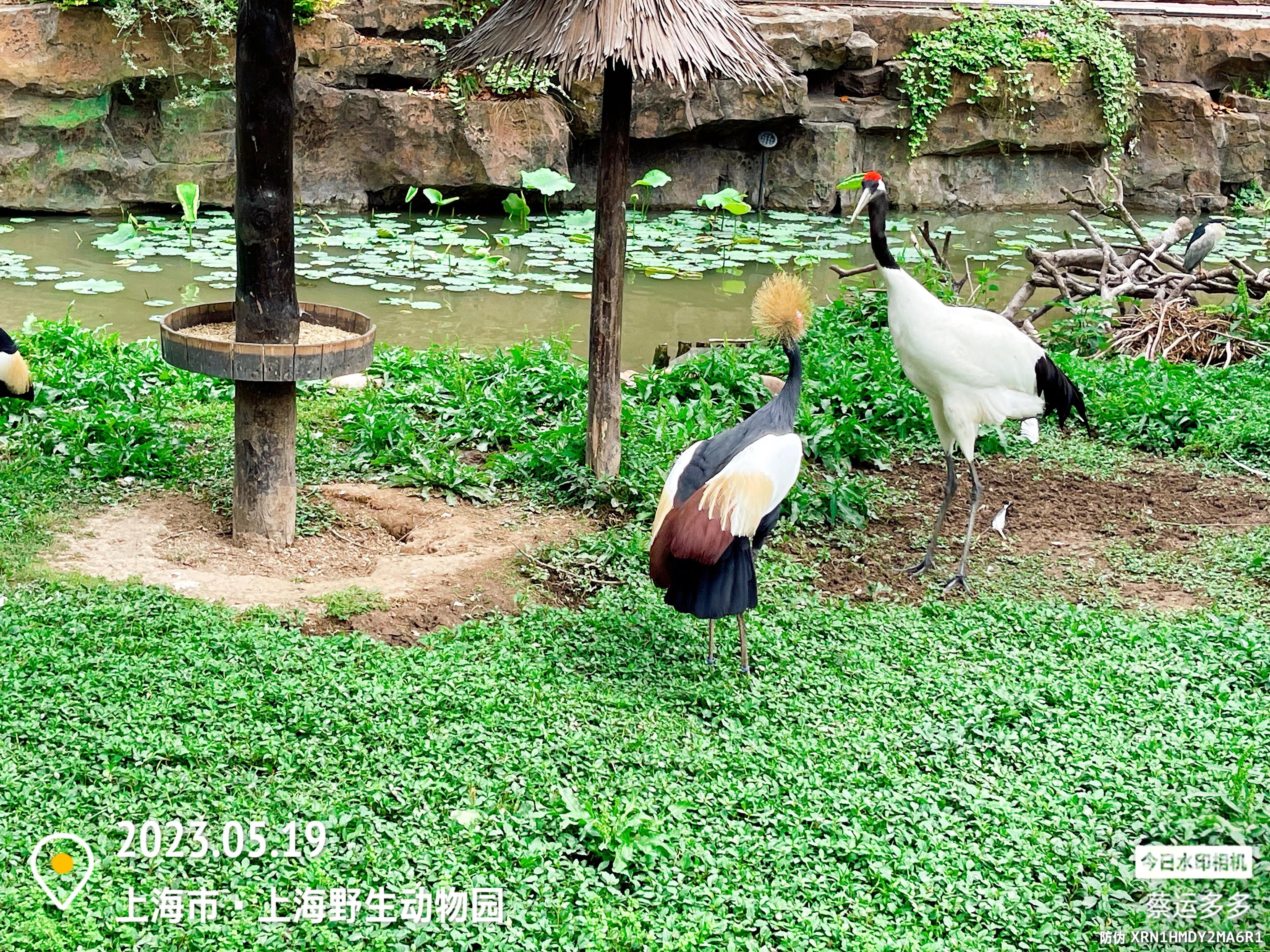 我喜爱的动物是小猫,什么动物招人喜爱