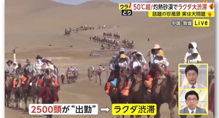 日本记者敦煌堵骆驼,日本记者直播连线冰墩墩