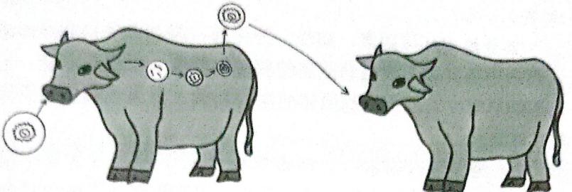 动物传染病主要内容,动物传染病介绍
