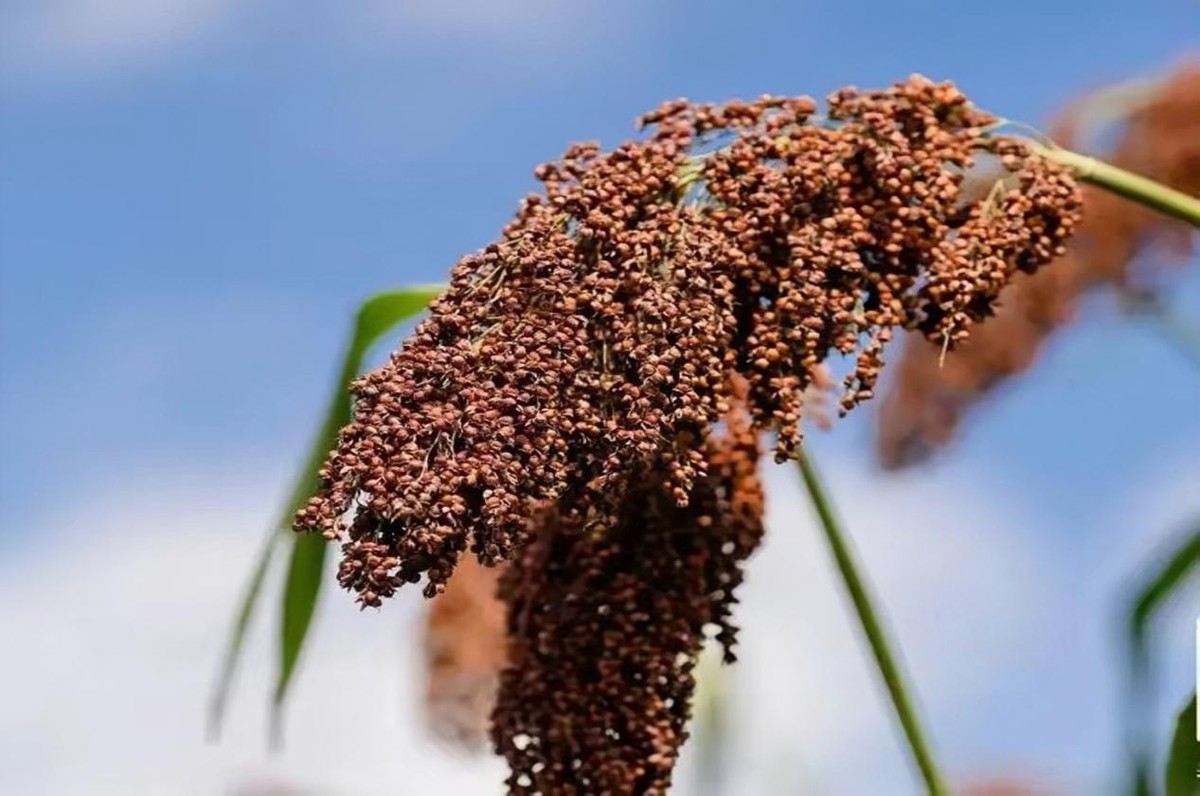 过年红包怎么发原来也是有讲究的,过年红包一到十怎么发