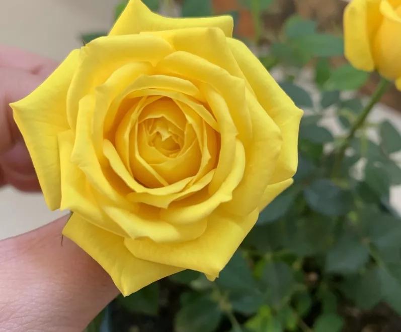 常见切花月季一览（40）（接上期）