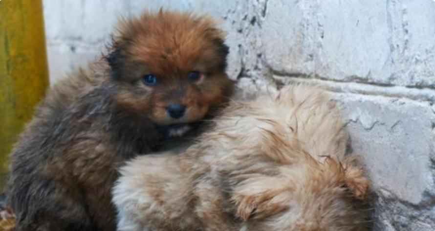 台湾女子给狗狗安乐死,16年的狗安乐死