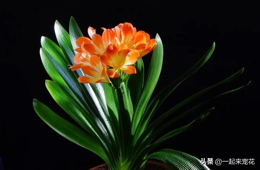 夏天养护君子兰浇什么水最正确的,夏天高温君子兰浇水正确方法