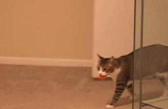 猫咪为啥叼着玩具嚎叫?谷歌569万搜索解密...