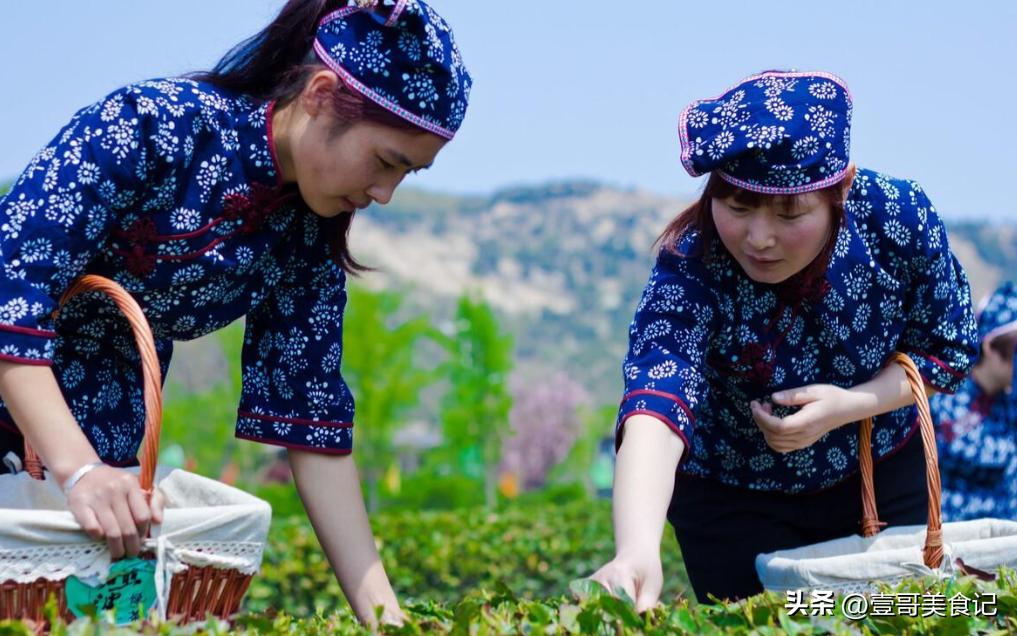 真可惜！山东这3大“委屈茶”，明明品质一绝，出了当地却没人喝