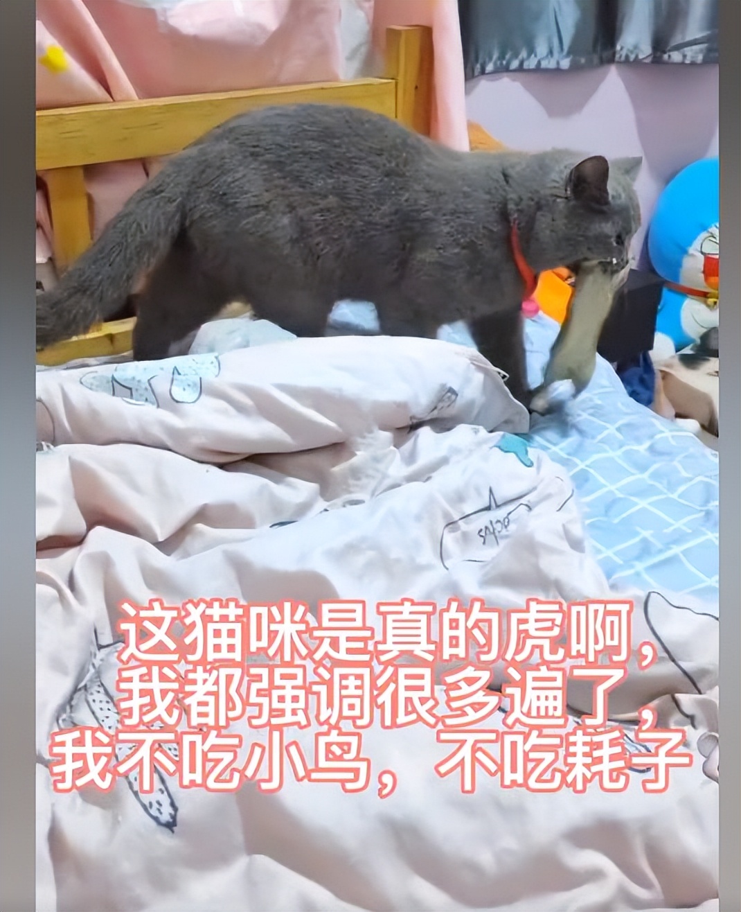 蓝猫捕猎报恩,抓了只活的硕鼠回家,网友:头一次看品种猫这么强