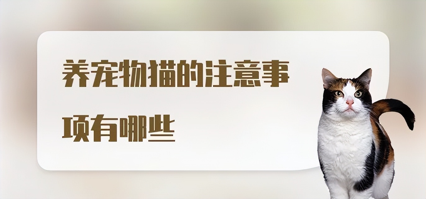 宠物猫到家注意什么问题,宠物猫打完疫苗要注意什么