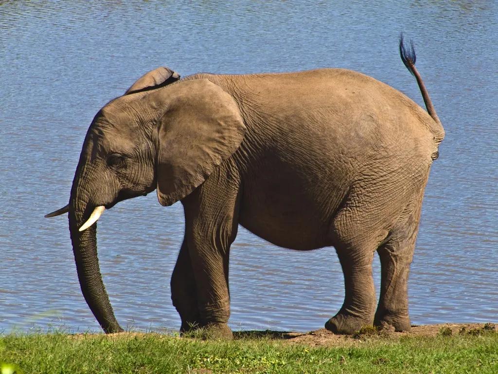 丹参的故事,丹参传奇故事