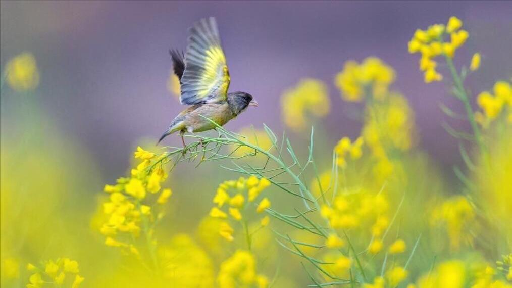 关于丛中戏蝶的古诗词,关于蝶和花的诗句古诗