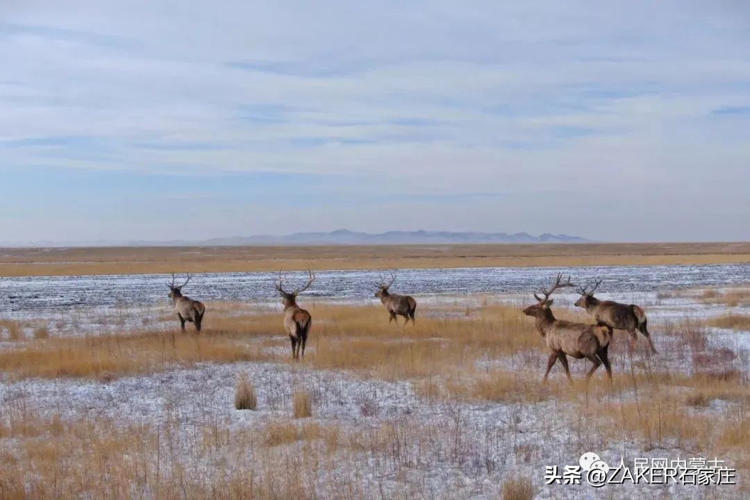 早新闻1.31|退役军人高考加分政策来了;河北省成人高考(延考)公告发布;石家庄8家入选省级旅游休闲街区