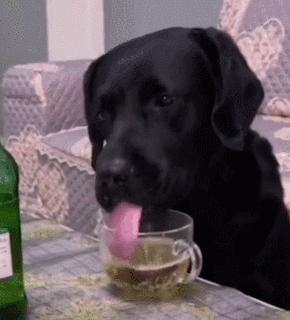 “谁再给猫喝酒，我扇烂ta的嘴巴！”