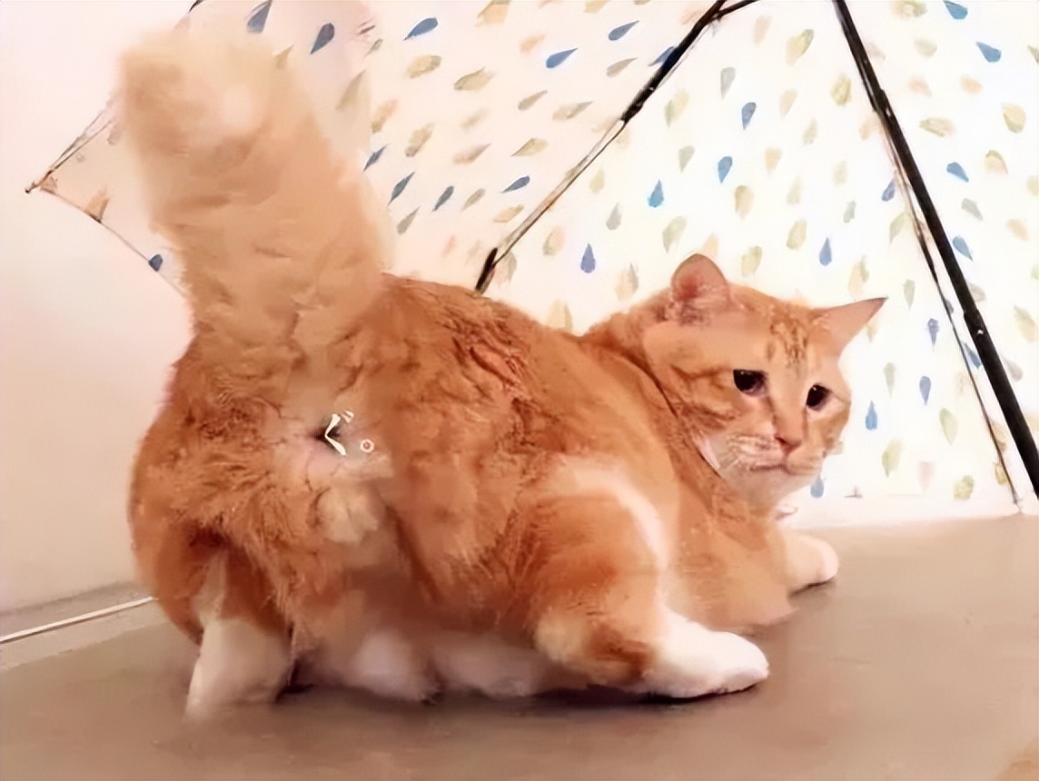 为啥最近猫咪口臭全身都臭的感觉,为什么猫咪口臭还脚臭