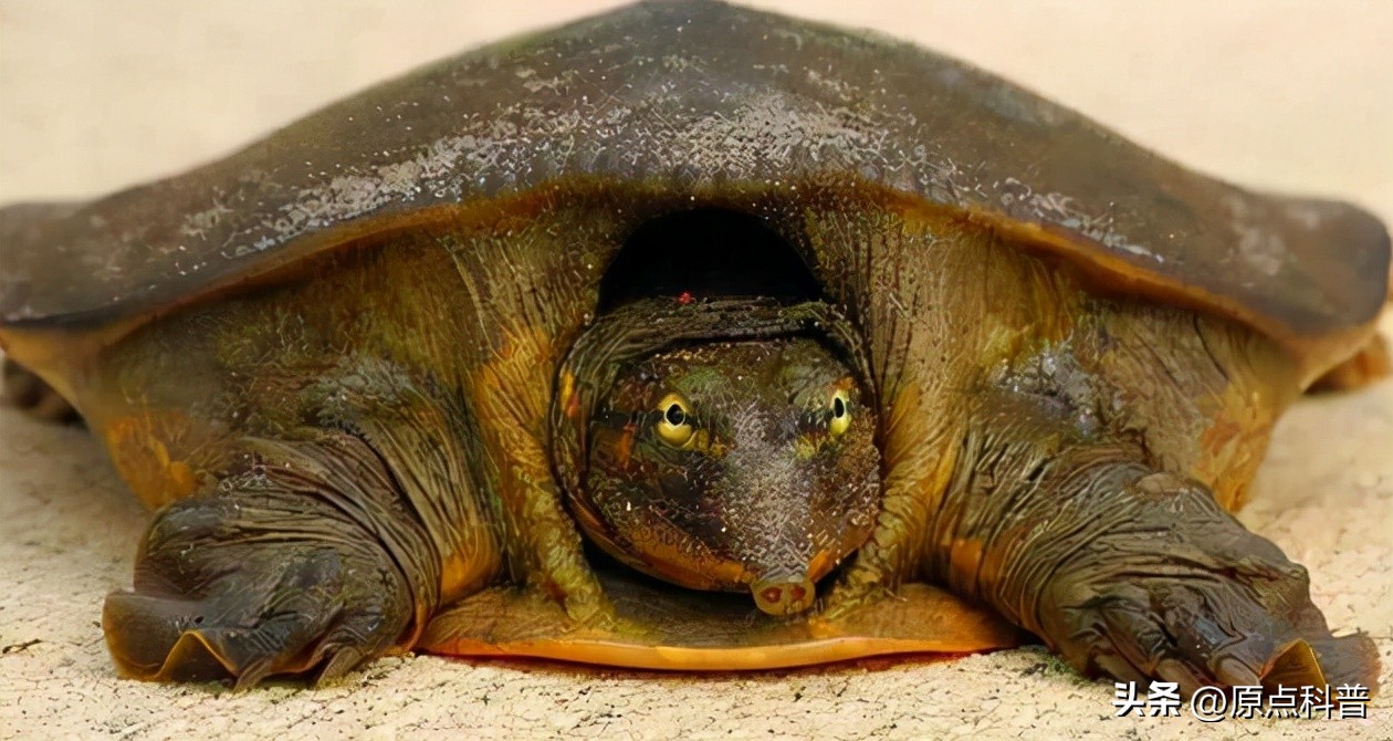印度泛滥成灾的七大动物，自己不敢吃，想让中国当接盘侠