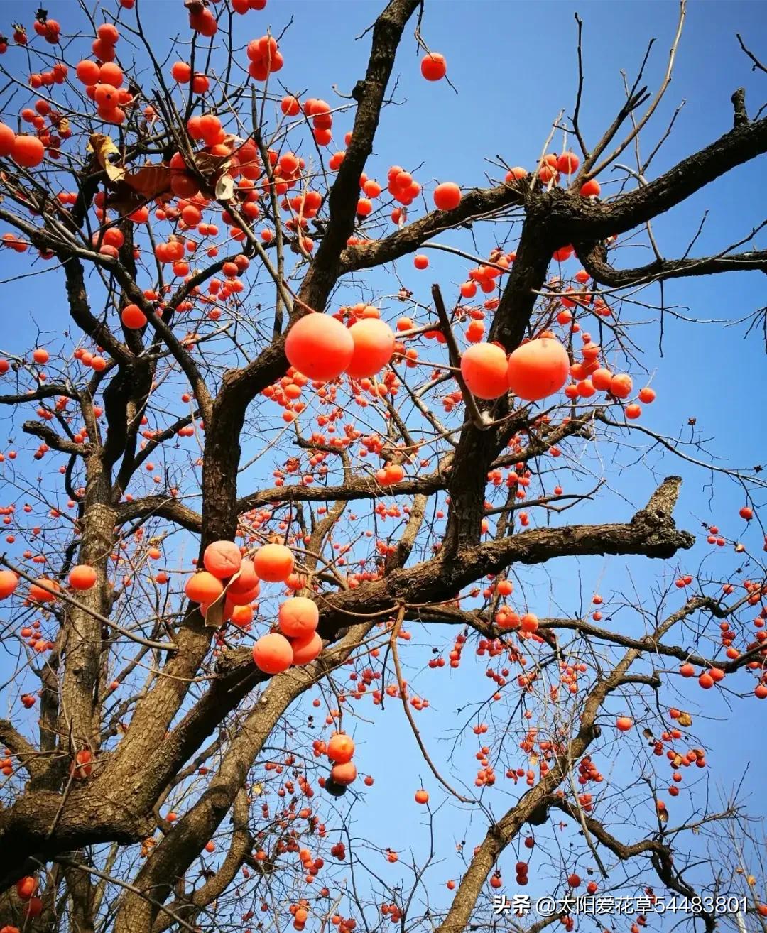 5种树寓意“吉祥富贵”，院子里种一棵，旺人旺家，过来人的经验