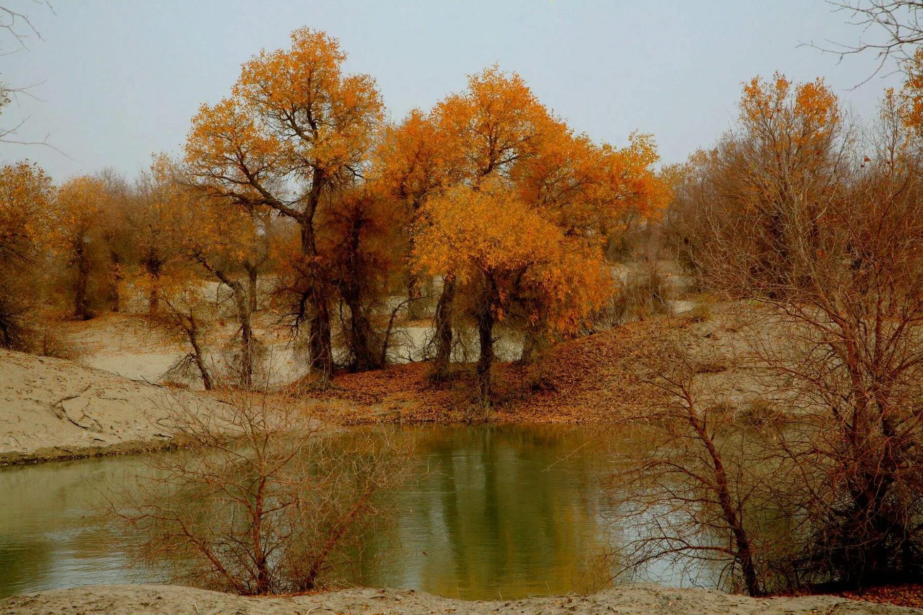 若羌枣,若羌黄口料