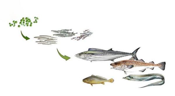 脑黄金dha的藻油是什么样的,中国dha藻油十大牌子