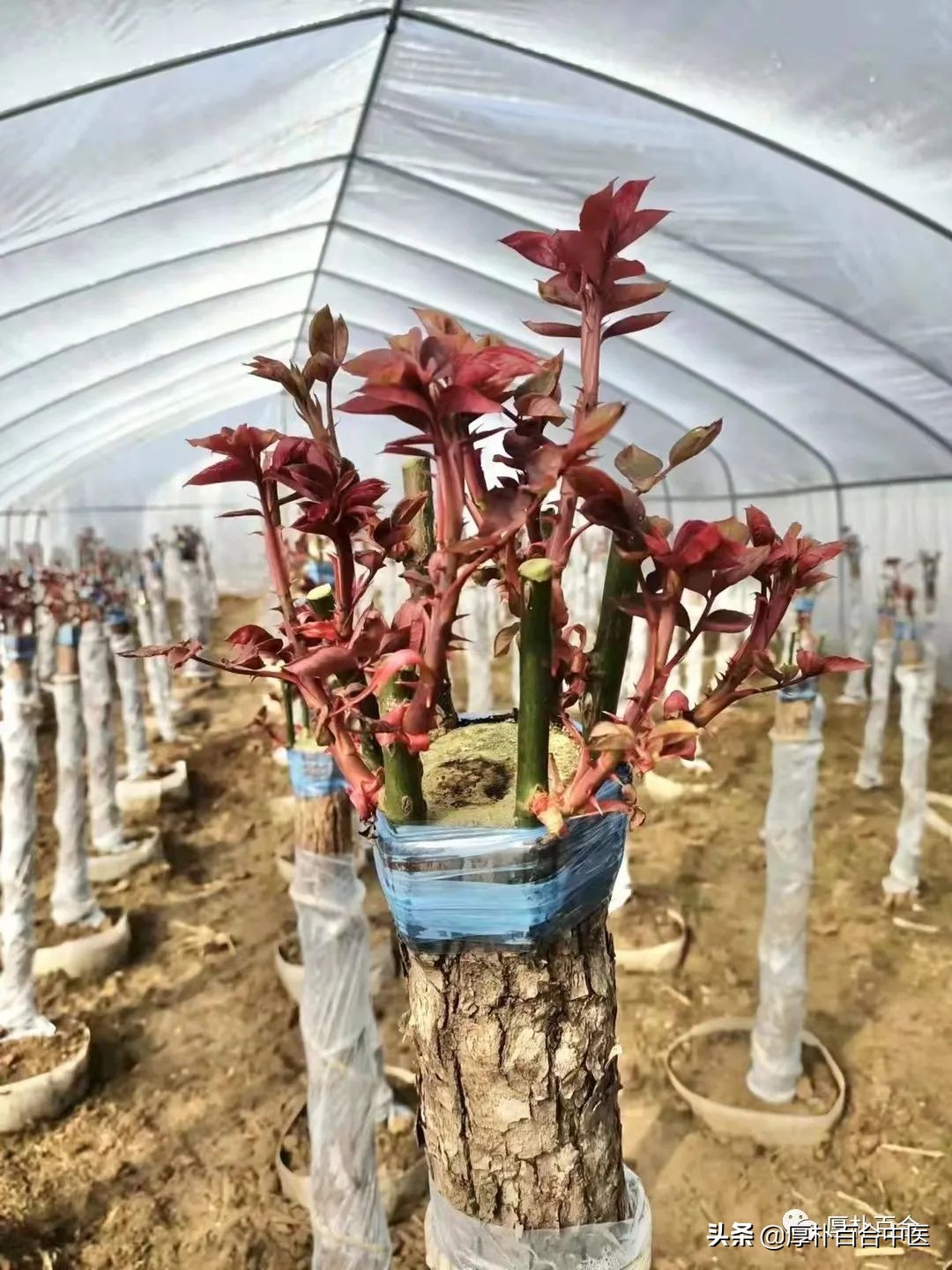 失眠不困怎么办,怎么样才不失眠才能睡觉