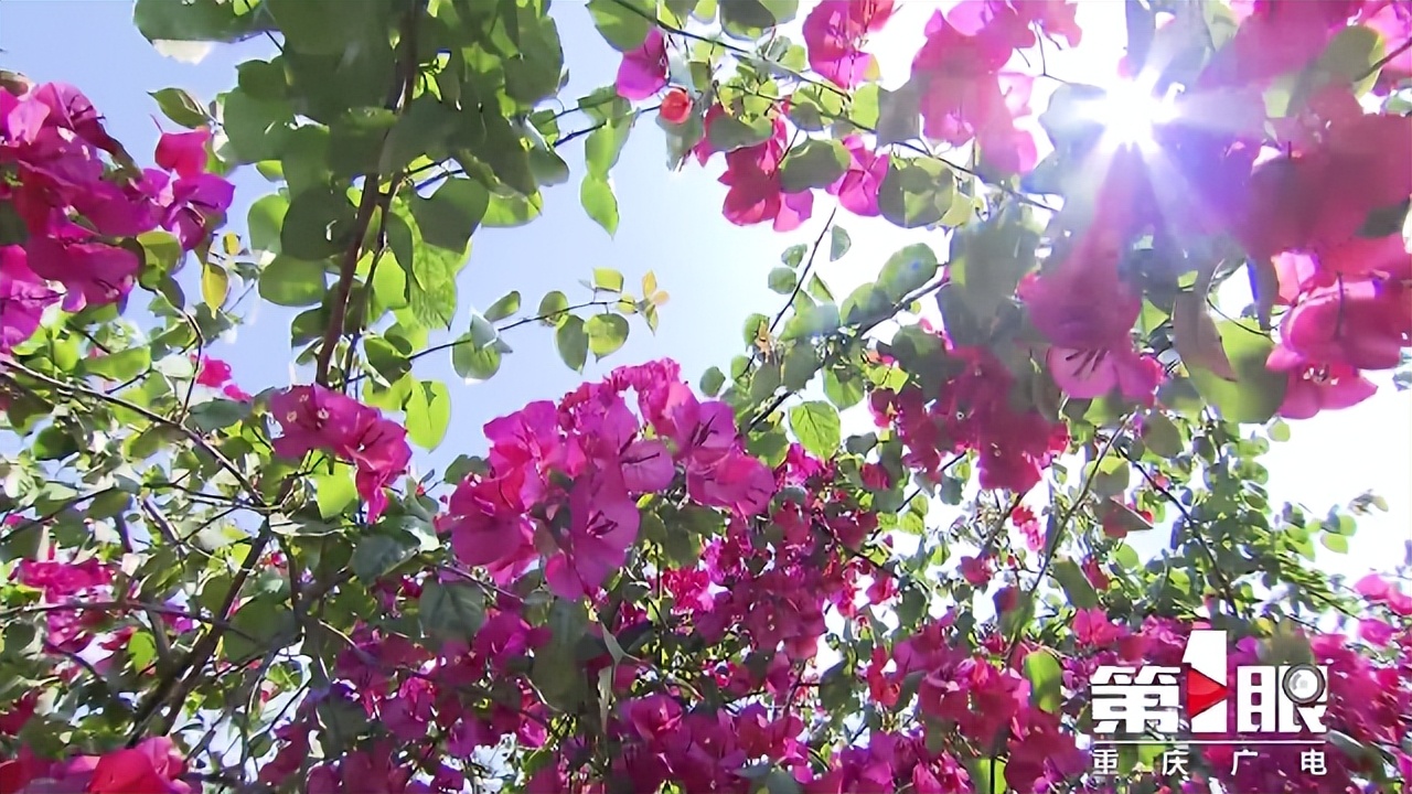 期待已久的三角梅绚丽多彩,街边的红紫三角梅艳丽开放