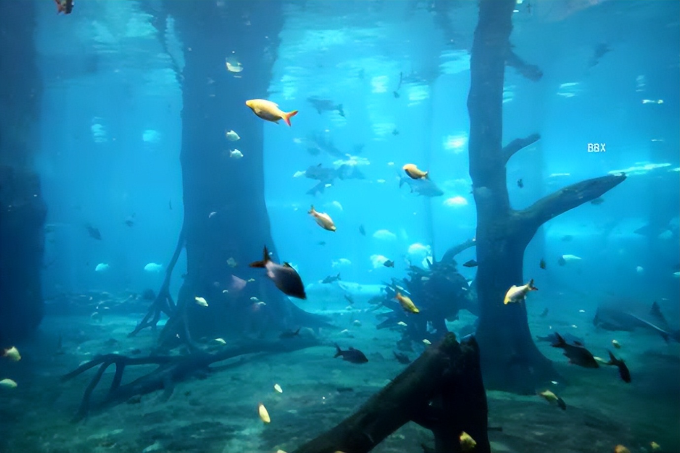 珠海长隆海洋王国水下走廊,世界级海洋乐园珠海长隆海洋王国