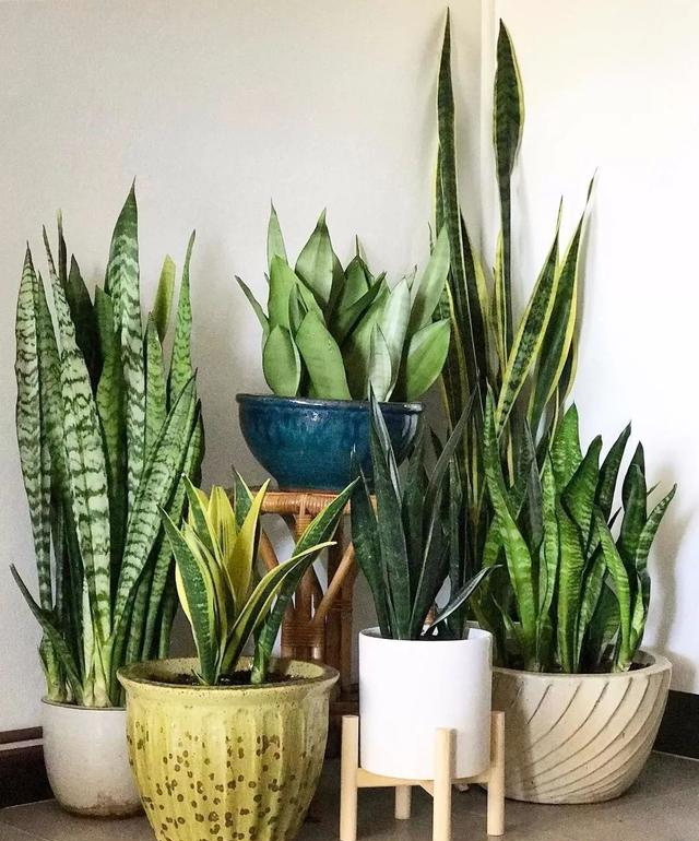 十大养不死的大型花,十大室外最好养活的花高大