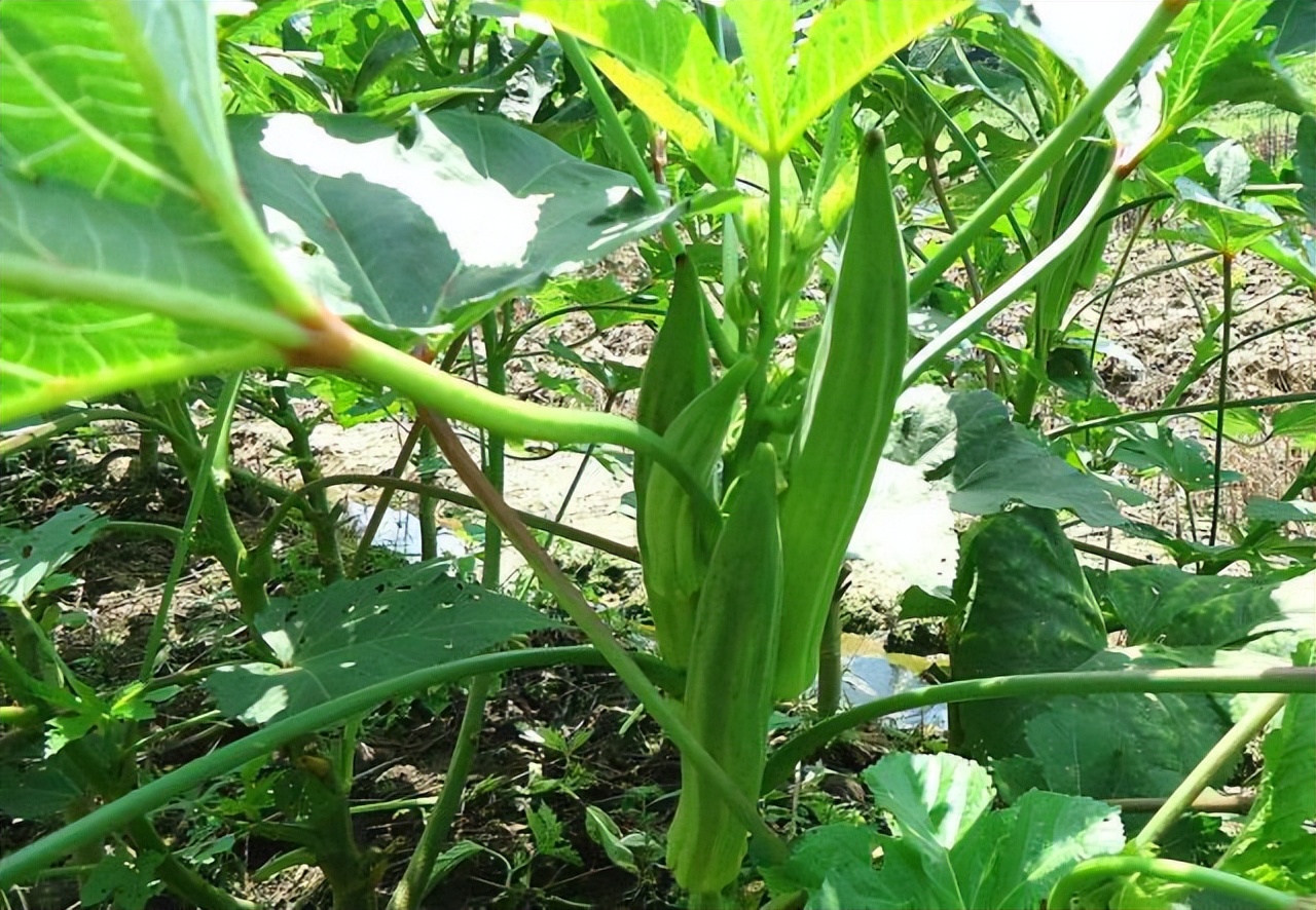 无线传感器网络技术：不同肥料处理下生长的秋葵的比较分析