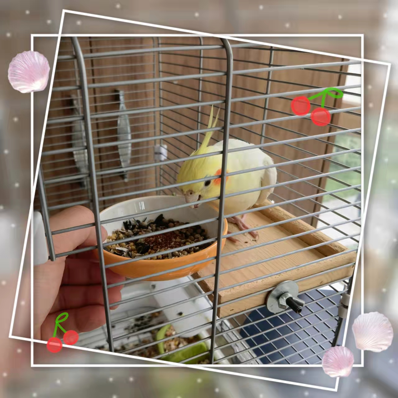 玄凤鹦鹉不亲人怎么训练,玄凤鹦鹉突然不亲人了