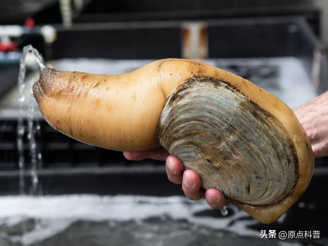 世界十大顶级海鲜排名,世界上十大最贵的十种海鲜