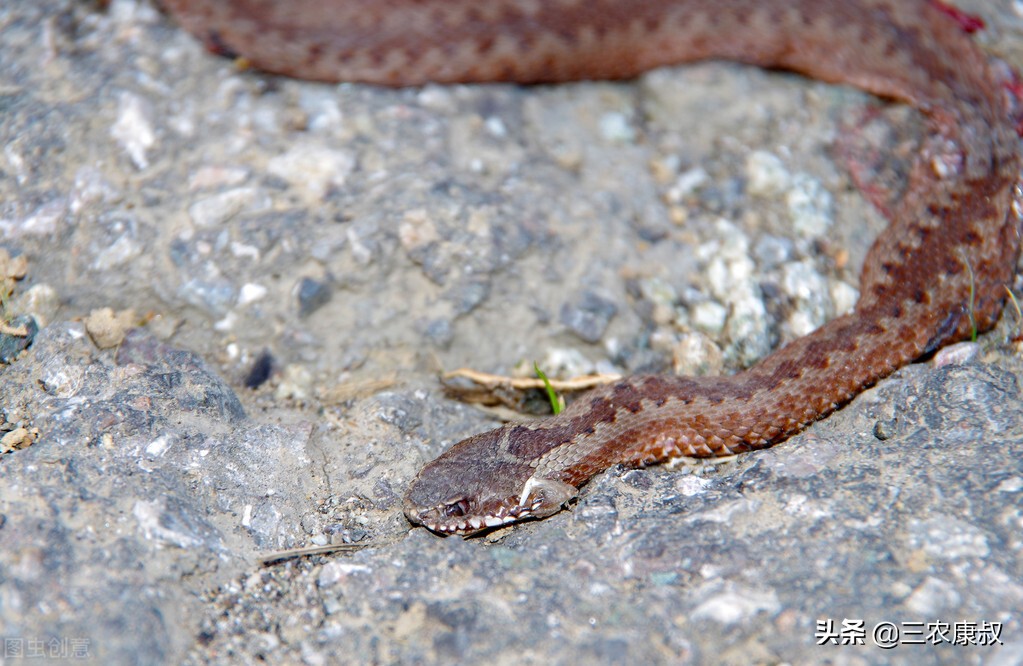 农村老家经常有蛇进来是怎么回事,农村家中频繁出现蛇