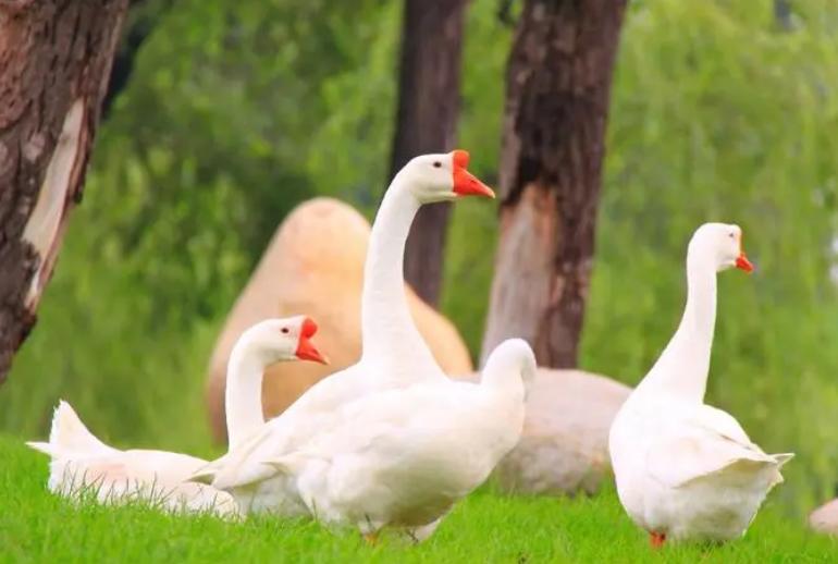 如何区分小鸭子和小鹅,怎么区分小鹅和小鸭视频