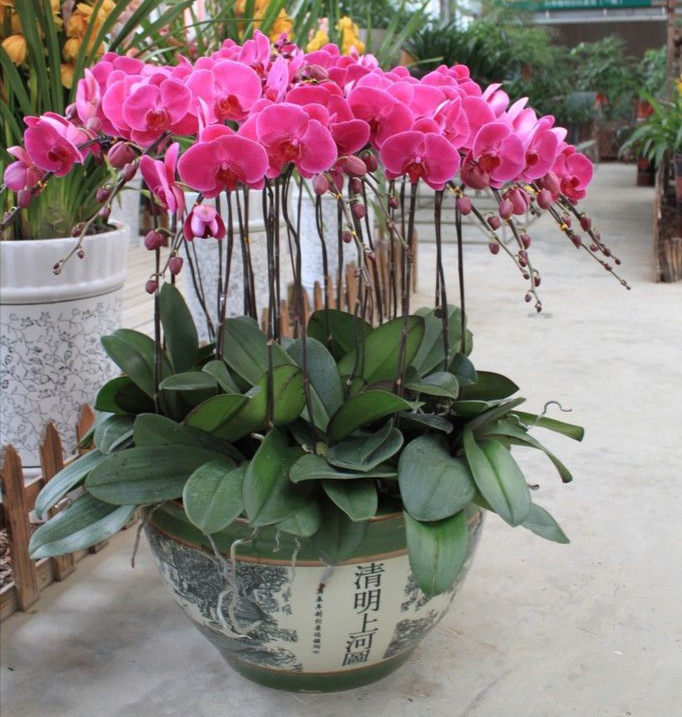 6种年宵花现在买最省钱,年宵花怎么养才旺财