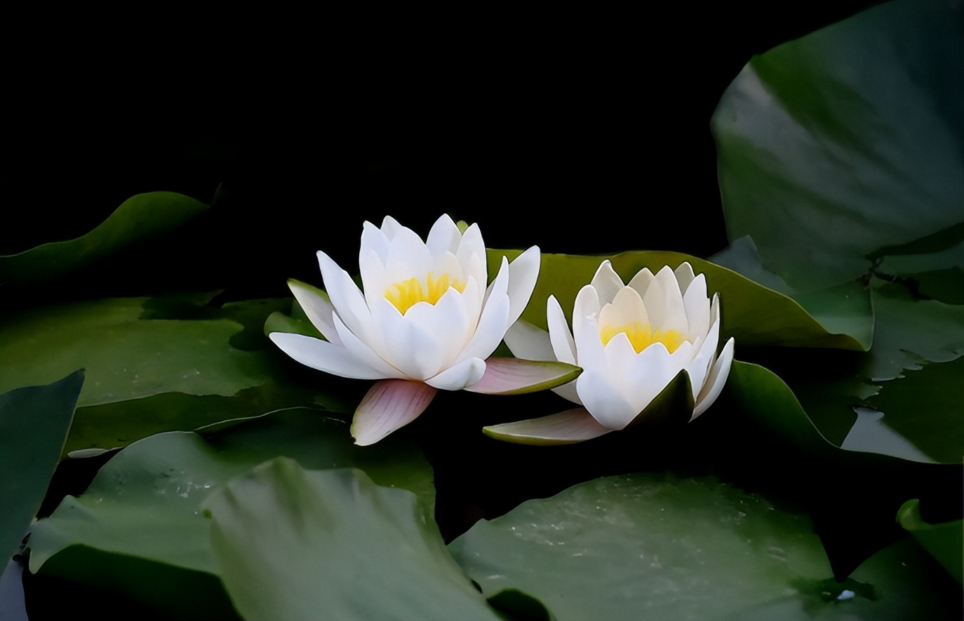 荷花莲子诗句经典名句,荷花莲子的诗句