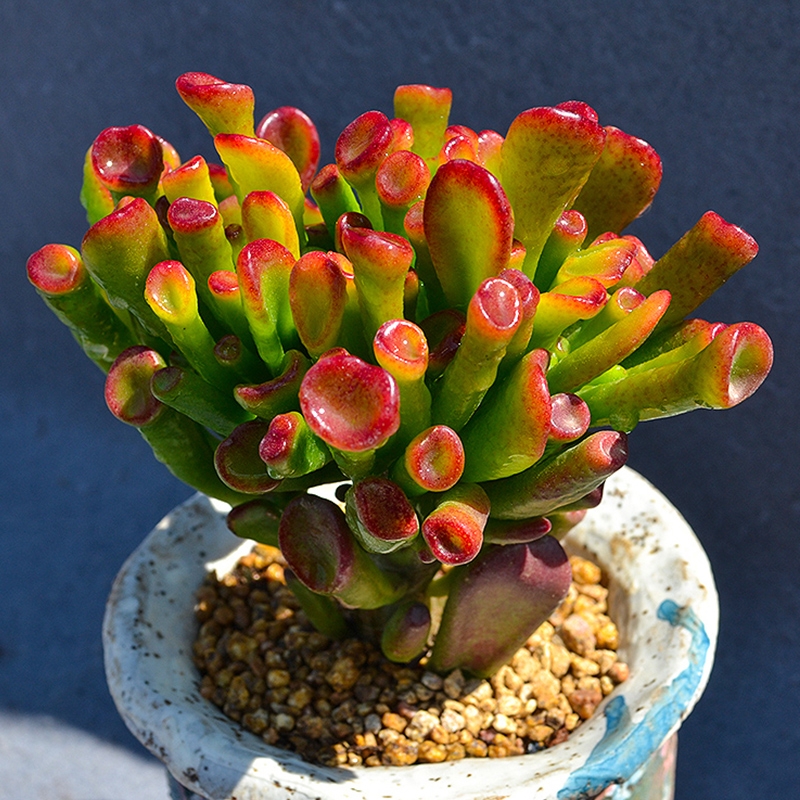 年花盆栽怎么搭配,明年还可以开花的年花盆栽