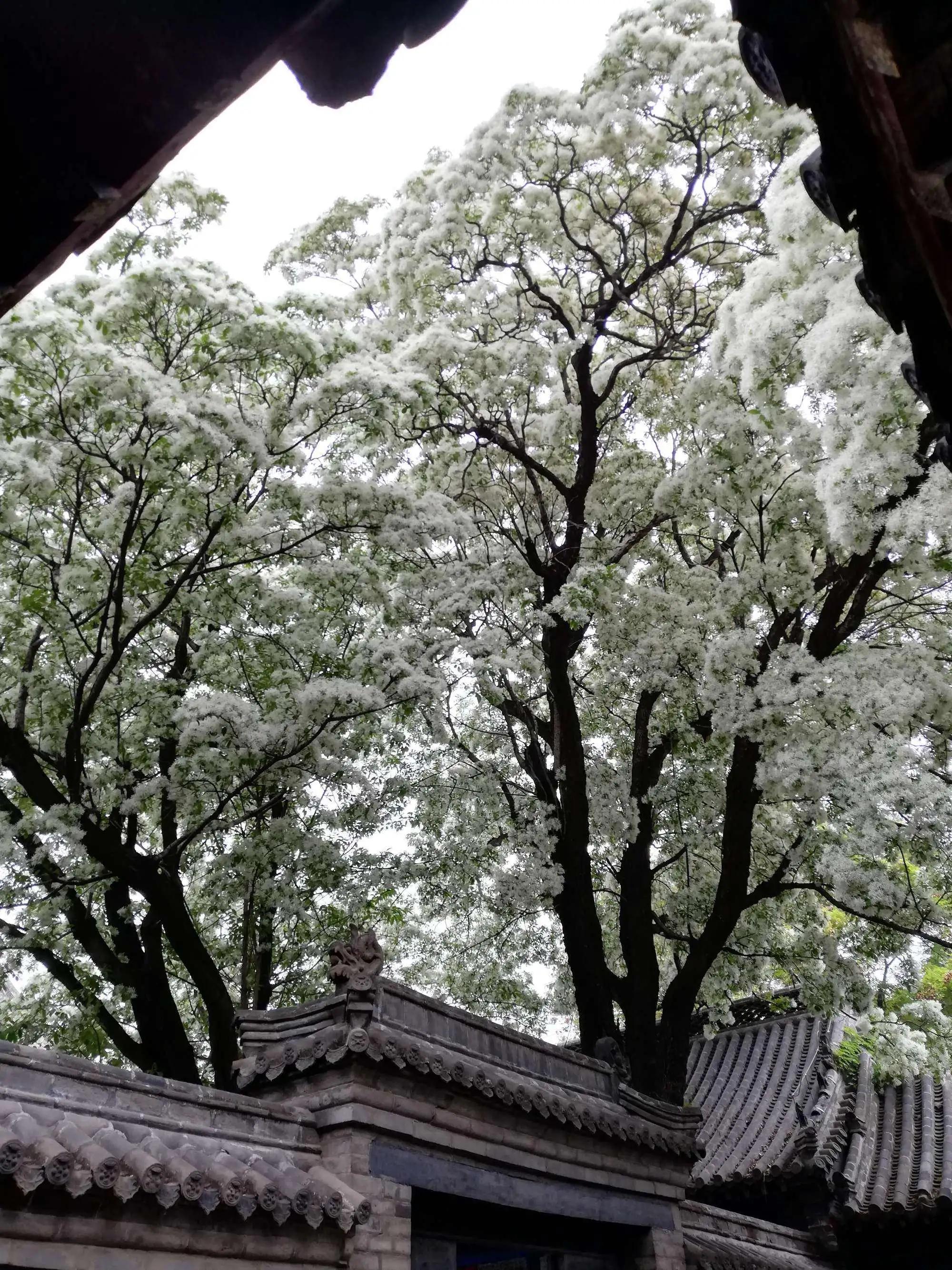 春和景明红盖头,孟府流苏花开了吗