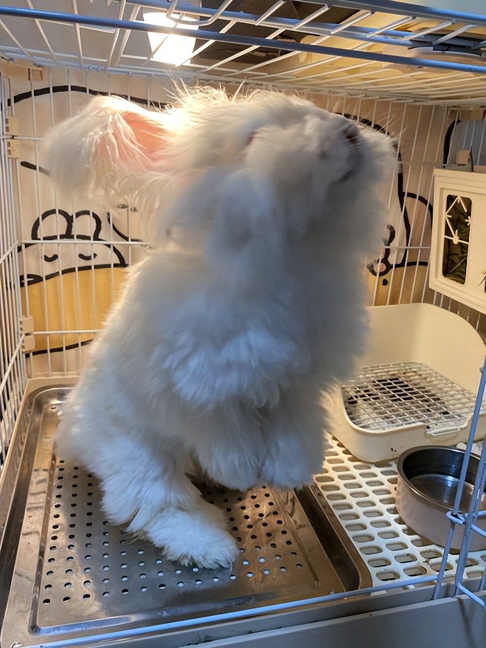 短毛兔和长毛兔小时候的区别,短毛和长毛的区别图片