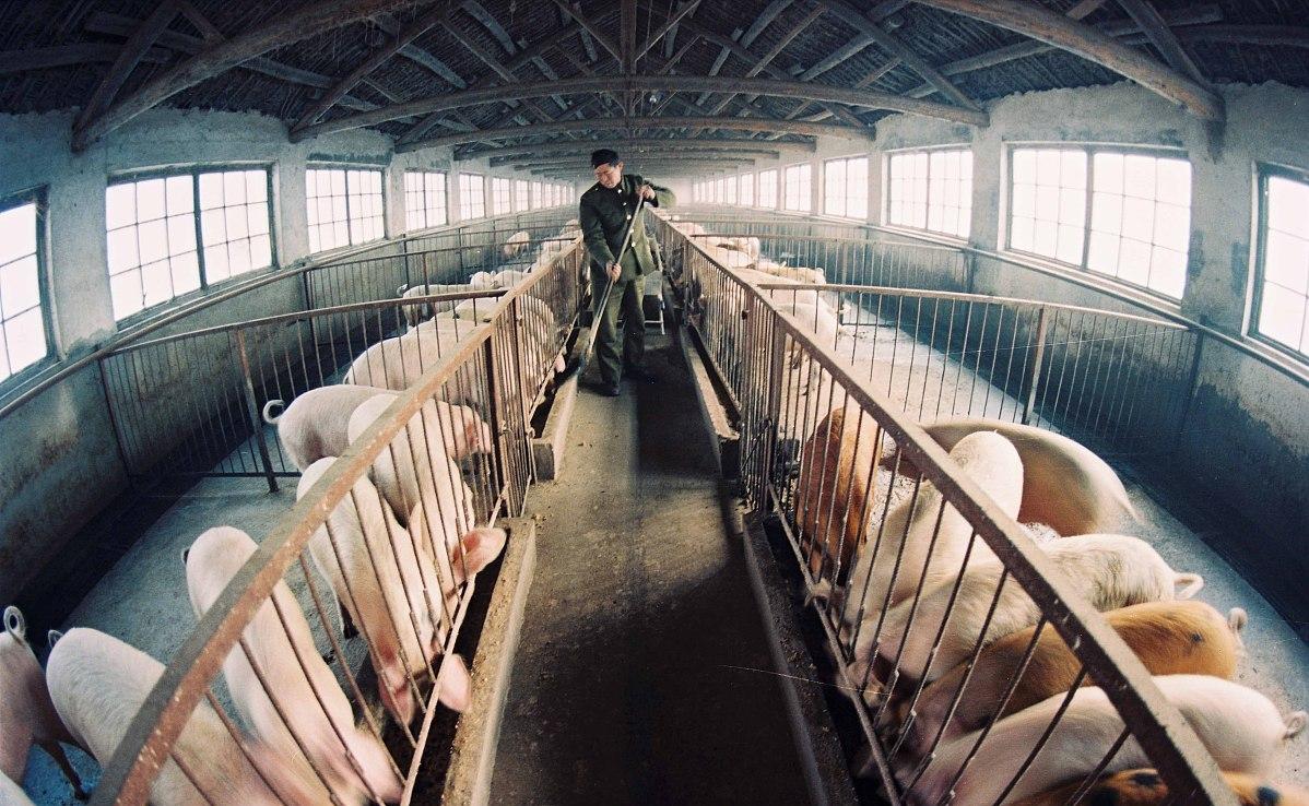 今日猪价5月2日猪价表,今日猪价5月18日猪价表