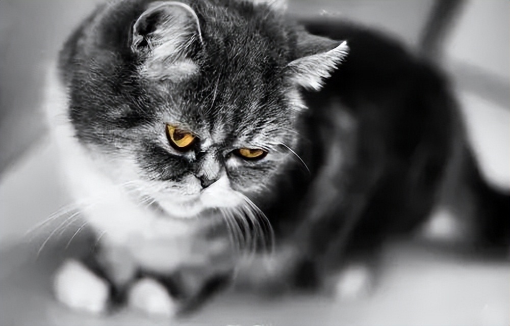 是我孤陋寡闻了吗?!猫咪也有“大姨妈”…