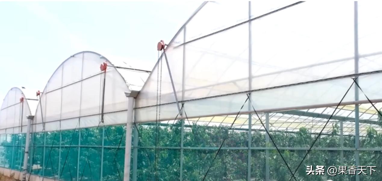 最有潜力早熟大樱桃,农村人种植大樱桃